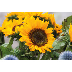 Semi di girasole in busta kraft