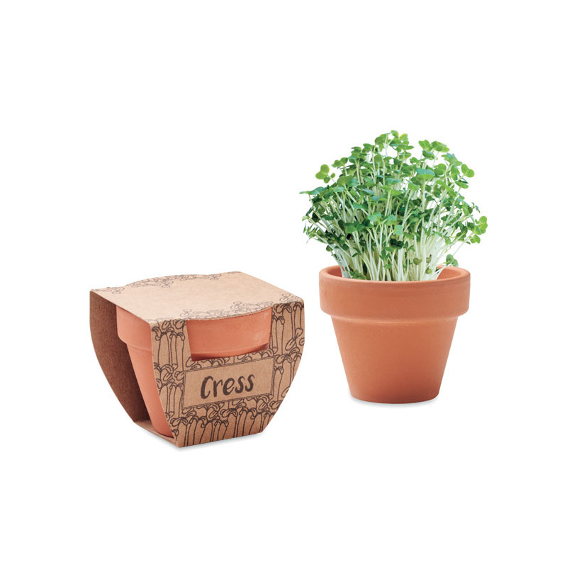 Semi di crescione in vaso