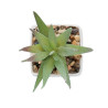 Mini pianta artificiale