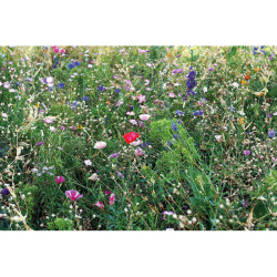 Semi misti di fiori in busta