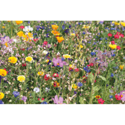 Semi misti di fiori in busta