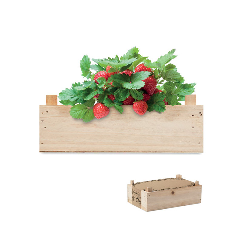 Kit per coltivare fragole