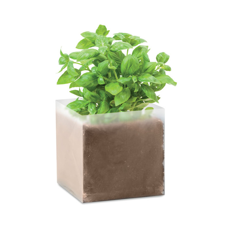 Semi di basilico