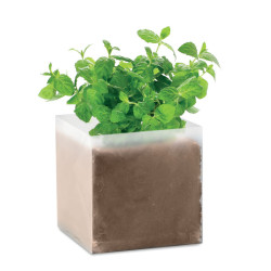 Semi di menta