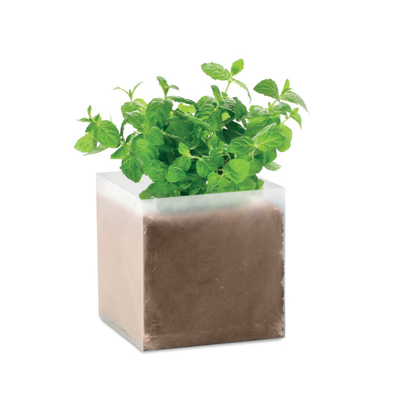 Semi di menta