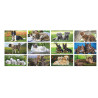 CALENDARIO CANI E GATTI 12 FG