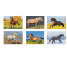 CALENDARIO CAVALLI 12 FG
